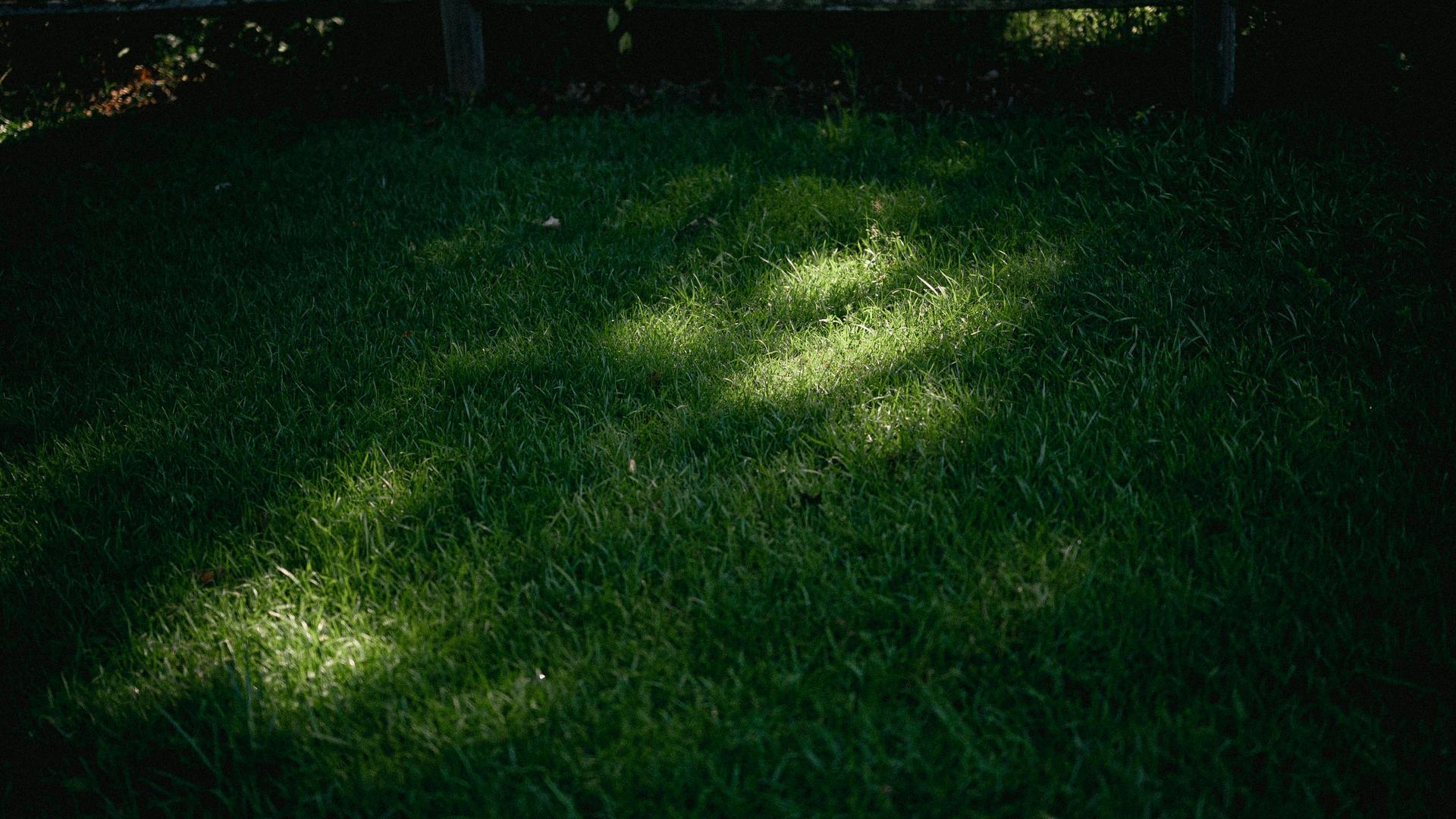 Gepflegter Rasen im Halbschatten