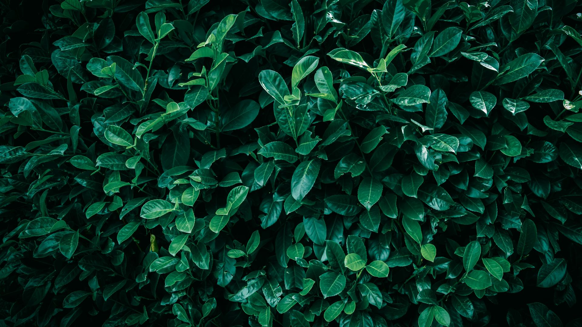 Dicht geschnittene Hecke