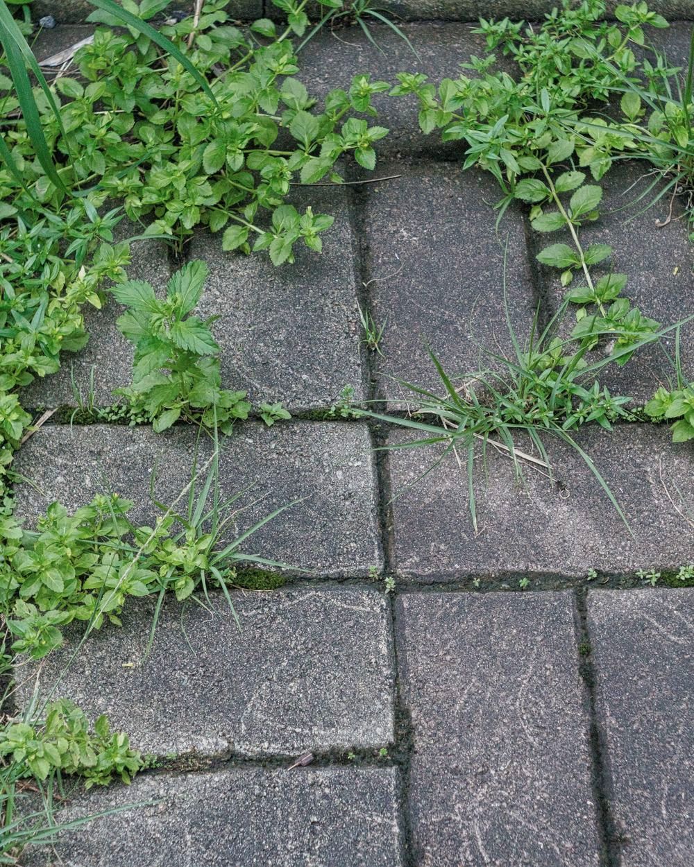 Unkraut wächst zwischen Pflastersteinen eines Gartenwegs