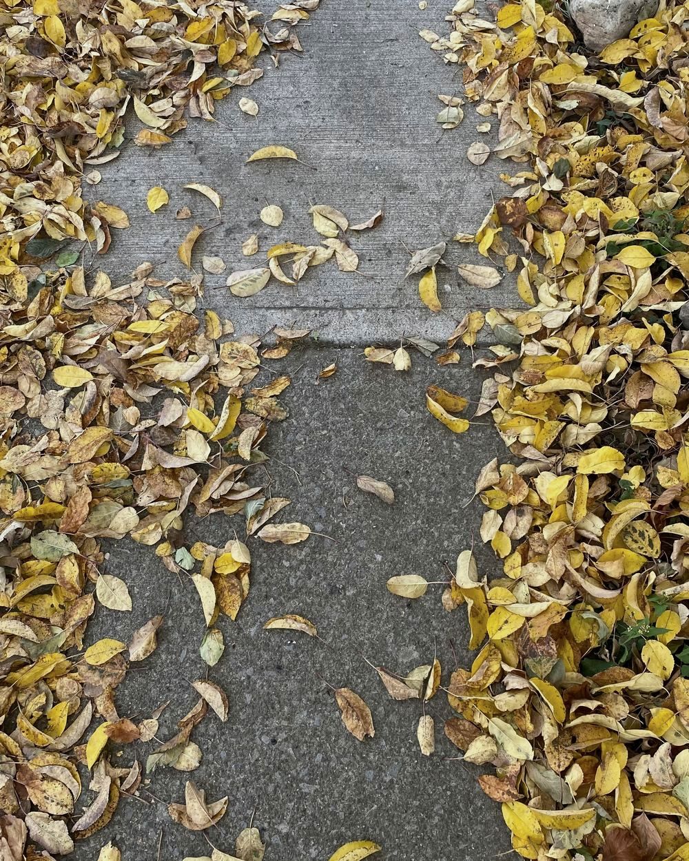 Gelbes Herbstlaub auf einem Gehweg